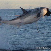 Gansbaai: Shark Breach, 19 August 2015